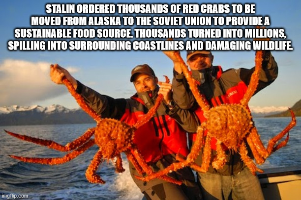 deadliest catch crabs - Stalin Ordered Thousands Of Red Crabs To Be Moved From Alaska To The Soviet Union To Provide A Sustainable Food Source. Thousands Turned Into Millions, Spilling Into Surrounding Coastlines And Damaging Wildlife. imgflip.com