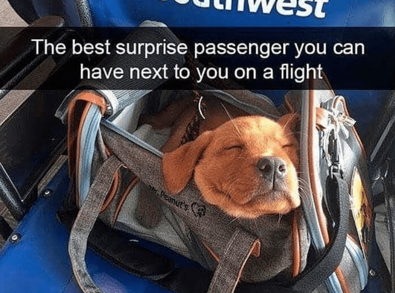 dog - The best surprise passenger you can have next to you on a flight A Peanut's.