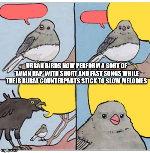 annoyed bird meme - Urban Birds Now Perform A Sort Of 'Avian Rap' With Short And Fast Songs While Their Rural Counterparts Stick To Slow Melodies ingitip.com