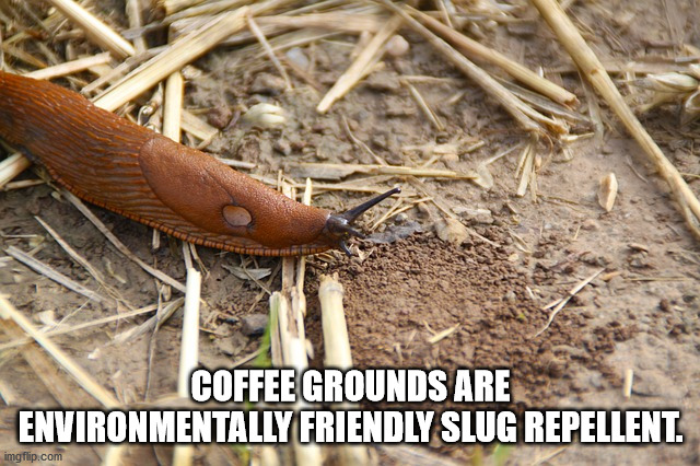 Slug - Coffee Grounds Are Environmentally Friendly Slug Repellent. imgflip.com