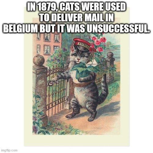 In 1879, Cats Were Used To Deliver Mail In Belgium But It Was Unsuccessful imgflip.com