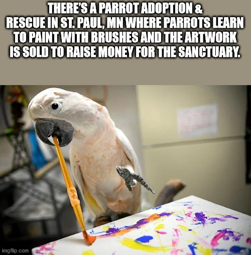 successful white man meme - There'S A Parrot Adoption & Rescue In St. Paul, Mn Where Parrots Learn To Paint With Brushes And The Artwork Is Sold To Raise Money For The Sanctuary. imgflip.com