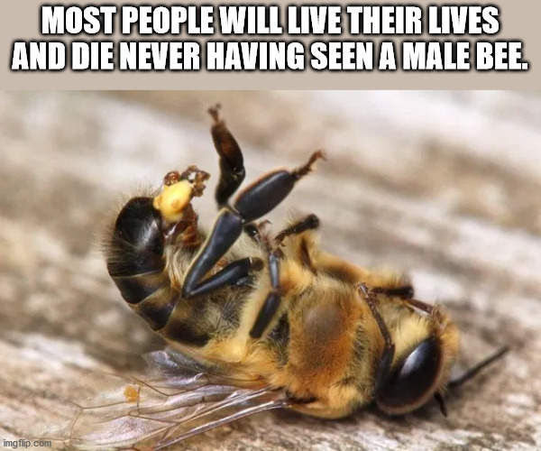drone bee - Most People Will Live Their Lives And Die Never Having Seen A Male Bee. imgflip.com
