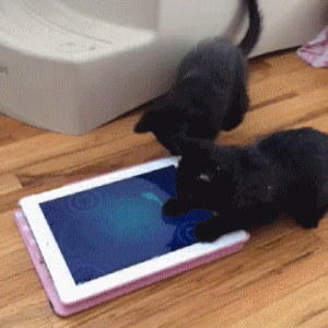 cat playing ipad gif