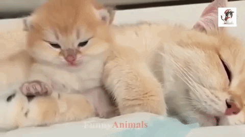 cat cute gifs - Animals