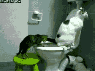 cat in toilet gif - Senorgif.Com