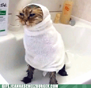 cat in towel gif - Gifs.Icanhascheezburger.Com