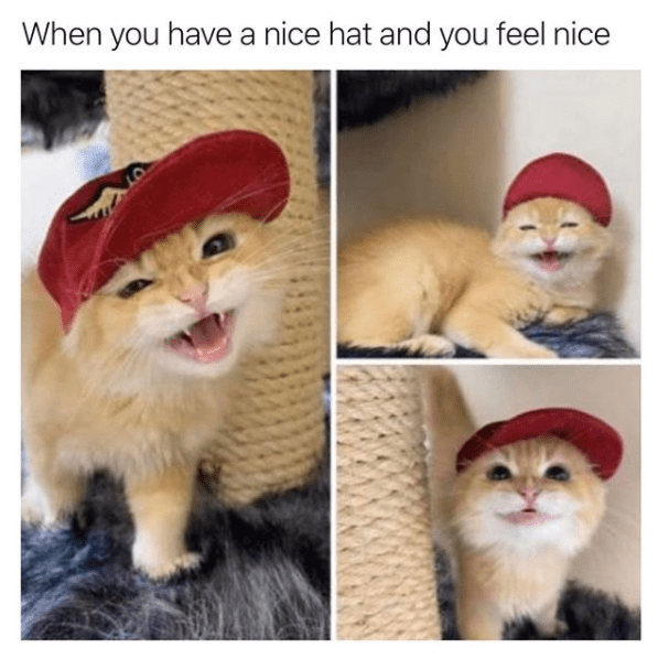 supromothecat meme - When you have a nice hat and you feel nice
