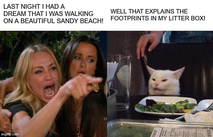 boomer cat meme - Last Night I Had A Dream That I Was Walking Well That Explains The On A Beautiful Sandy Beach! Footprints In My Litter Box! imgflip.com