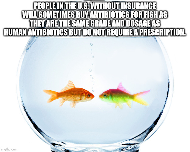 fish bowl - People In The U.S. Without Insurance Will Sometimes Buy Antibiotics For Fish As They Are The Same Grade And Dosage As Human Antibiotics But Do Not Require A Prescription. imgflip.com