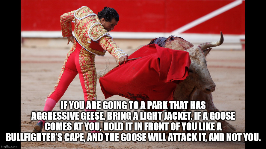 matador spanish - If You Are Going To A Park That Has Aggressive Geese, Bring A Light Jacket. If A Goose Comes At You, Hold It In Front Of You A Bullfighter'S Cape, And The Goose Will Attack It, And Not You. imgflip.com