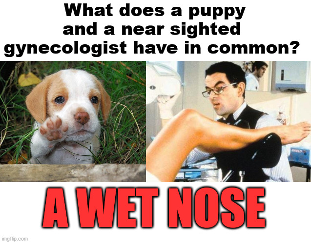 photo caption - What does a puppy and a near sighted gynecologist have in common? Awet Nose imgflip.com