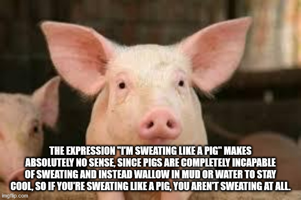 domestic pig - The Expression "Tm Sweating A Pig" Makes Absolutely No Sense, Since Pigs Are Completely Incapable Of Sweating And Instead Wallow In Mud Or Water To Stay Cool, So If You'Re Sweating A Pig, You Aren'T Sweating At All. imgflip.com
