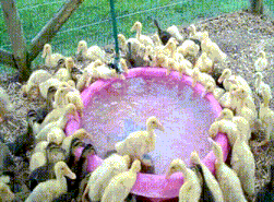 funny crowded animals