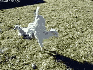 goat kicking gif - Senorgif.Com