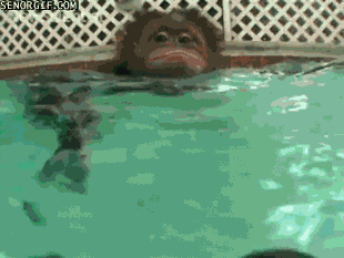 orangutan swimming gif - Senorgif.Com