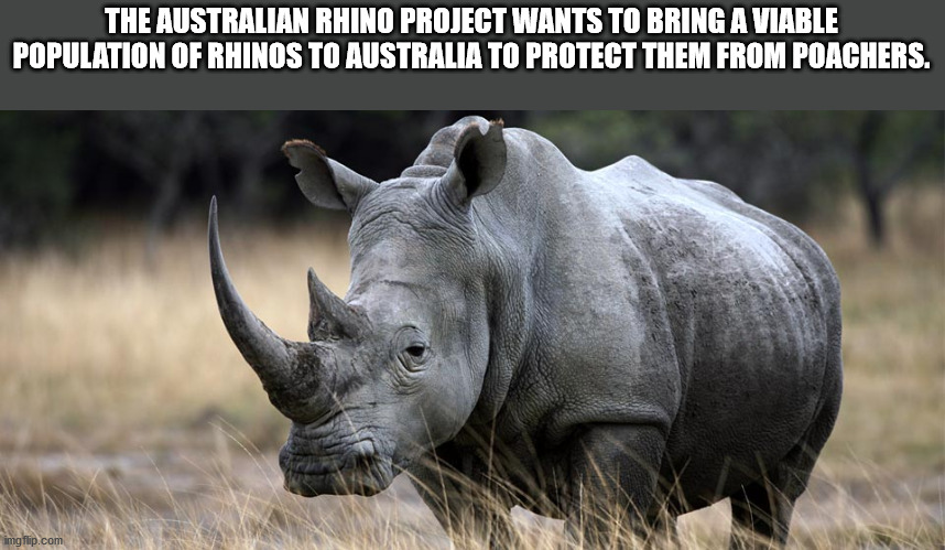 rhinos are unicorns change my mind - The Australian Rhino Project Wants To Bring A Viable Population Of Rhinos To Australia To Protect Them From Poachers. imgflip.com