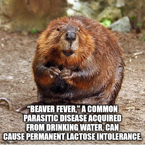 keystone species beavers - Beaver Fever," A Common Parasitic Disease Acquired From Drinking Water, Can Cause Permanent Lactose Intolerance imgi