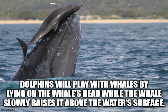 dolphin and whale facts - Dolphins Will Play With Whales By Lying On The Whale'S Head While The Whale Slowly Raises It Above The Water'S Surface. imgflip.com