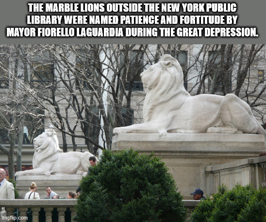 public library lions - The Marble Lions Outside The New York Public Library Were Named Patience And Fortitude By Mayor Fiorello Laguardia During The Great Depression. imgflip.com