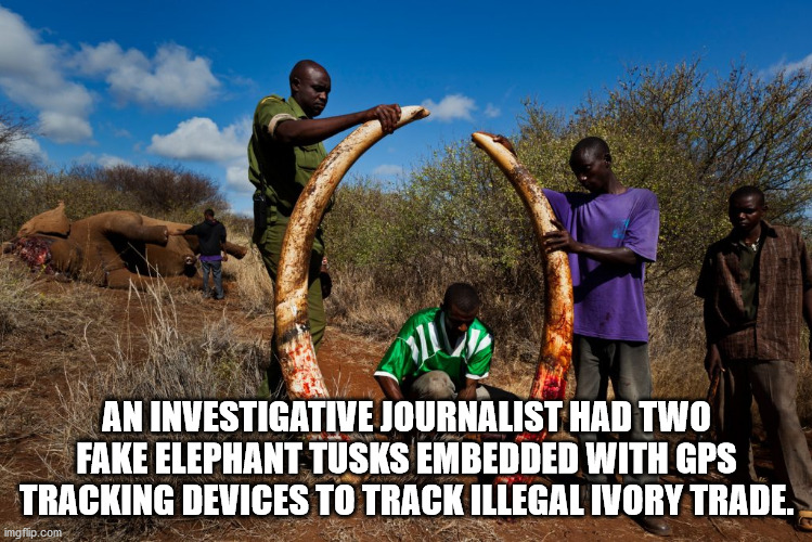 tree - An Investigative Journalist Had Two Fake Elephant Tusks Embedded With Gps Tracking Devices To Track Illegal Ivory Trade. imgflip.com