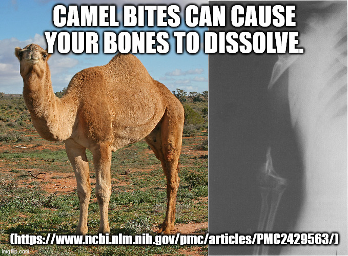 hump day meme - Camel Bites Can Cause Your Bones To Dissolve. Chttps imgflip.com