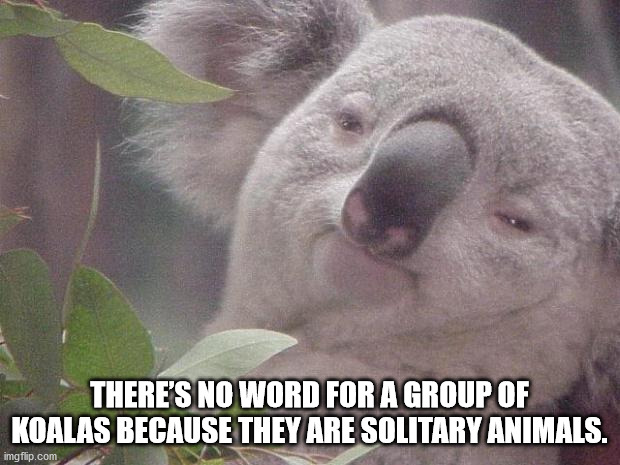 koala - There'S No Word For A Group Of Koalas Because They Are Solitary Animals. imgflip.com