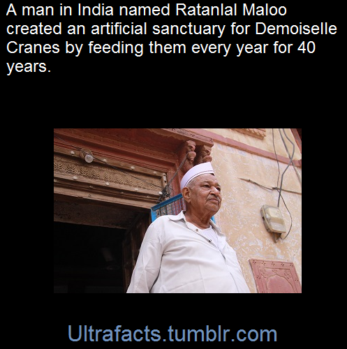 photo caption - A man in India named Ratanlal Maloo created an artificial sanctuary for Demoiselle Cranes by feeding them every year for 40 years. Ultrafacts.tumblr.com