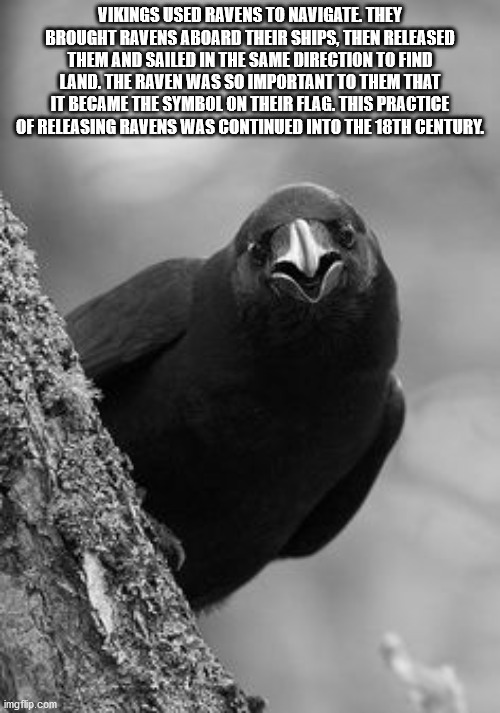 happy crow - Vikings Used Ravens To Navigate They Brought Ravens Aboard Their Ships, Then Released Them And Sailed In The Same Direction To Find Land. The Raven Was So Important To Them That It Became The Symbol On Their Flag. This Practice Of Releasing R