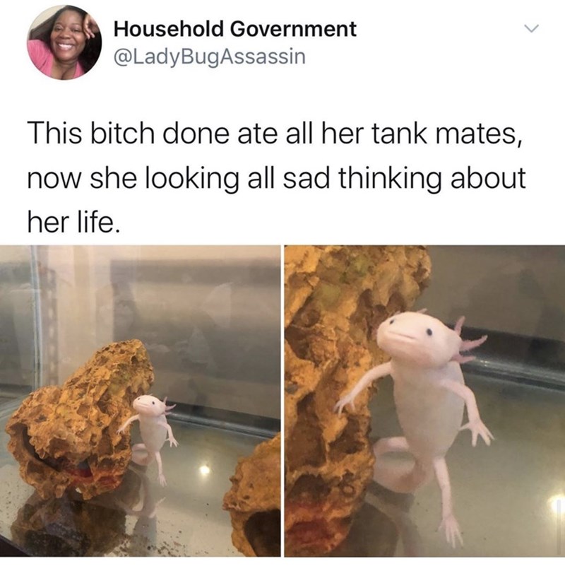 photo caption - Household Government This bitch done ate all her tank mates, now she looking all sad thinking about her life.