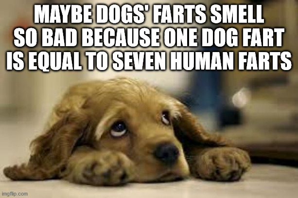 dog and cat - Maybe Dogs' Farts Smell So Bad Because One Dog Fart Is Equal To Seven Human Farts imgflip.com