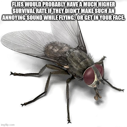 house fly template - Flies Would Probably Have A Much Higher Survival Rate If They Didn'T Make Such An Annoying Sound While Flying. Or Get In Your Face imgflip.com