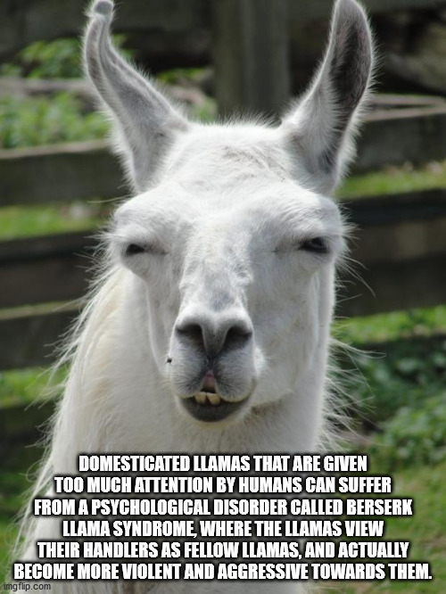 awkward llama - Domesticated Llamas That Are Given Too Much Attention By Humans Can Suffer From A Psychological Disorder Called Berserk Llama Syndrome, Where The Llamas View Their Handlers As Fellow Llamas, And Actually Become More Violent And Aggressive 