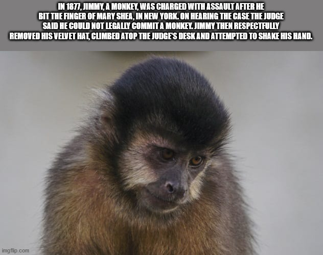 new world monkey - In 1877, Jimmy, A Monkey, Was Charged With Assault After He Bit The Finger Of Mary Shea, In New York. On Hearing The Case The Judge Said He Could Not Legally Commit A Monkel Jimmy Then Respectfully Removed His Velvet Hat Climbed Atop Th
