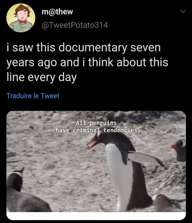 all penguins have criminal tendencies - m i saw this documentary seven years ago and i think about this line every day Traduire le Tweet All penguins have criminal tendencies,