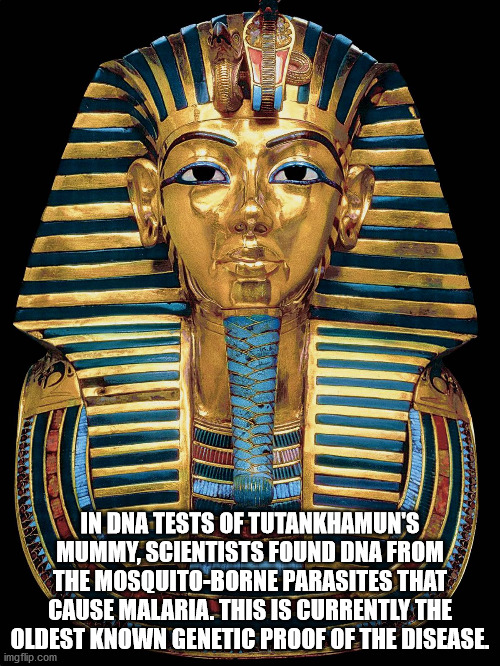 king tut - In Dna Tests Of Tutankhamun'S Mummy, Scientists Found Dna From The MosquitoBorne Parasites That Cause Malaria. This Is Currently The Oldest Known Genetic Proof Of The Disease imgflip.com