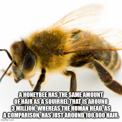 A Honeybee Has The Same Amount Of Hair As A Squirrel That Is Around 3 Million. Whereas The Human Head, As A Comparison, Has Just Around 100,000 Hair. imgflip.com