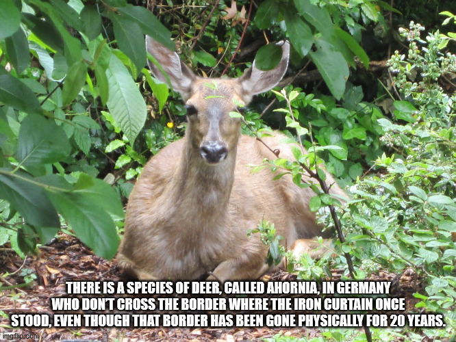 wildlife - There Is A Species Of Deer, Called Ahornia, In Germany Who Don'T Cross The Border Where The Iron Curtain Once Stood, Even Though That Border Has Been Gone Physically For 20 Years. imgflip.com