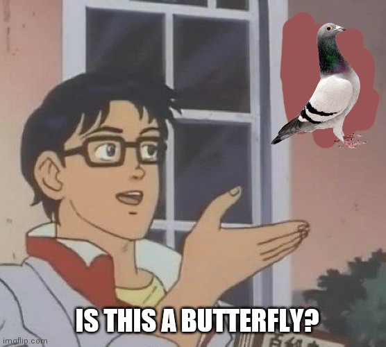 bdsm meme - Is This A Butterfly? imgflip.com