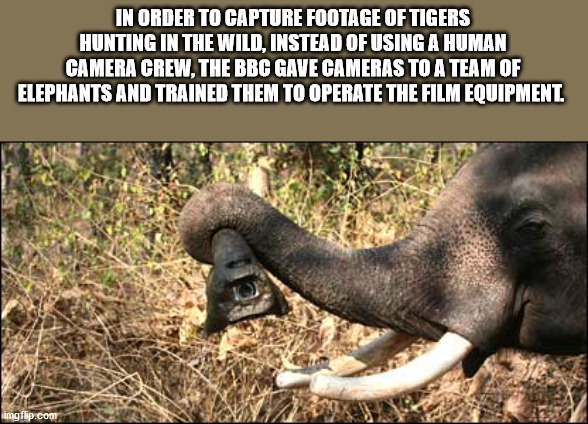 indian elephant - In Order To Capture Footage Of Tigers Hunting In The Wild, Instead Of Using A Human Camera Crew, The Bbc Gave Cameras To A Team Of Elephants And Trained Them To Operate The Film Equipment. imgflip.com