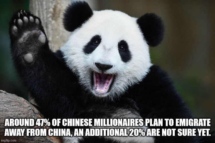 panda nuan nuan - Around 47% Of Chinese Millionaires Plan To Emigrate Away From China, An Additional 20% Are Not Sure Yet. imgflip.com