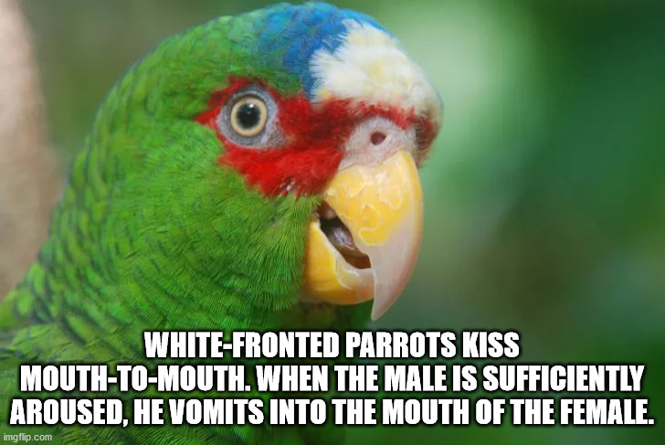 medium rare - WhiteFronted Parrots Kiss MouthToMouth. When The Male Is Sufficiently Aroused, He Vomits Into The Mouth Of The Female. imgflip.com