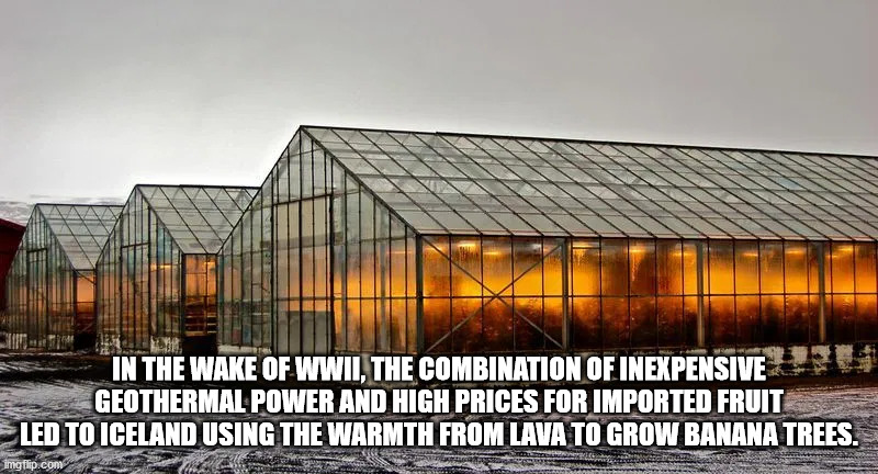 geothermal greenhouses - In The Wake Of Wwii, The Combination Of Inexpensive Geothermal Power And High Prices For Imported Fruit Led To Iceland Using The Warmth From Lava To Grow Banana Trees. imgflip.com