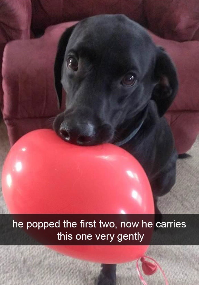 dog balloon meme - he popped the first two, now he carries this one very gently
