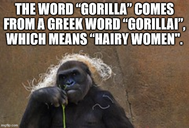 The Word gorilla comes from a greek word gorillai which means hairy women