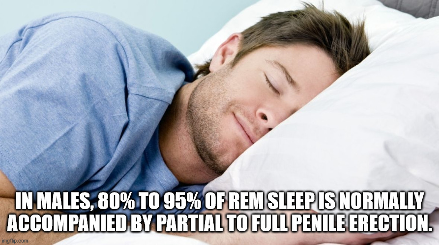 In Males, 80% To 95% Of Rem Sleep Is Normally Accompanied By Partial To Full Penile Erection.