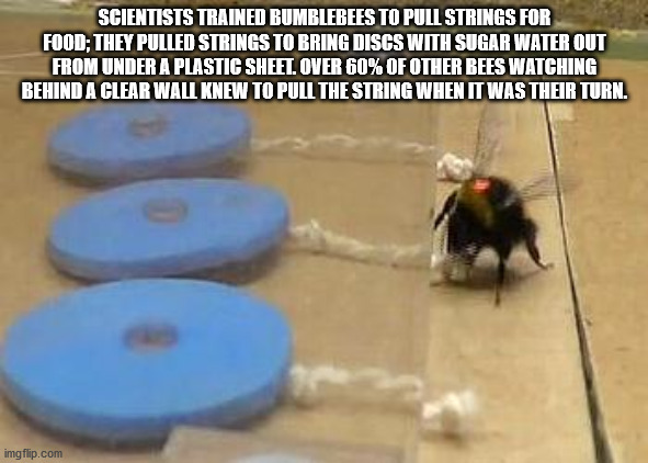 Scientists Trained Bumblebees To Pull Strings For Food; They Pulled Strings To Bring Discs With Sugar Water Out From Under A Plastic Sheet. Over 60% Of Other Bees Watching Behind A Clear Wall Knew To Pull The String When It Was Their