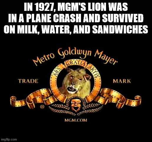 Metro Goldwyn Mayer In 1927, Mgm'S Lion Was In A Plane Crash And Survived On Milk, Water, And Sandwiches