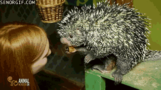porcupines gif animated - Senorgif.Com A Animal