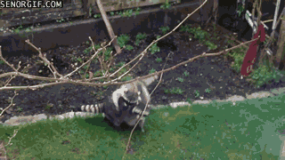 raccoon humping gif - Senorgif.Com